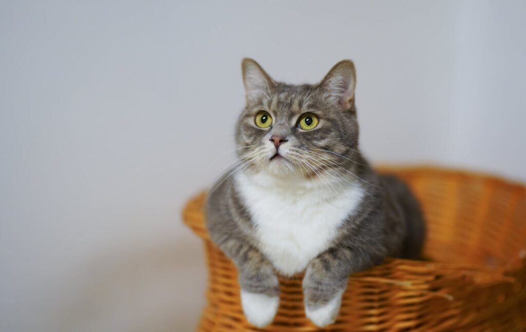 lustige Katze entspannt sich in Korb Geschenkideen für Katzenliebhaber Witzige Katzen Geschenke
