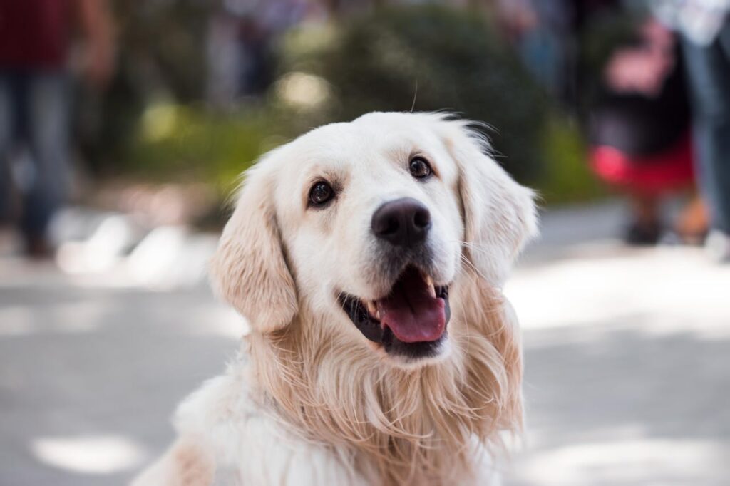 Hund blickt glücklich in die Kamera erwachsener Golden Retriever Die passenden Geschenke für Hundefreunde und Liebhaber der Vierbeiner